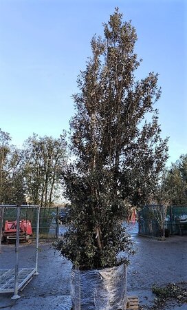 Quercus ilex 450-500 cm container meerstammig - afbeelding 10