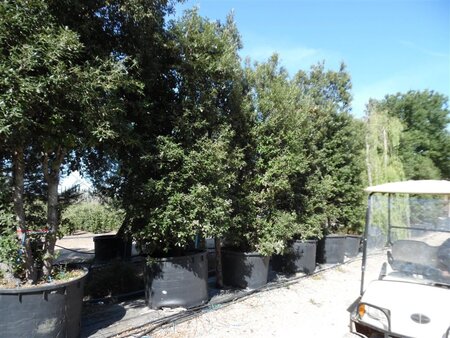 Quercus ilex 450-500 cm container meerstammig - afbeelding 6
