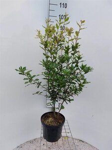Quercus ilex 60-80 cm cont. 5,0L - afbeelding 6