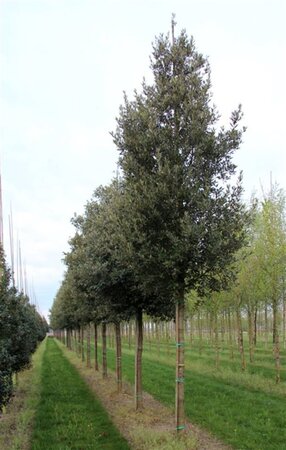 Quercus ilex 8-10 Hoogstam cont. 50L - afbeelding 4
