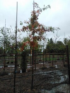 Quercus palustris 12-14 Hoogstam draadkluit 2 X verplant