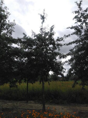 Quercus palustris 30-35 Hoogstam draadkluit 4 X verplant
