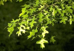 Quercus palustris 8-10 Hoogstam draadkluit - afbeelding 4