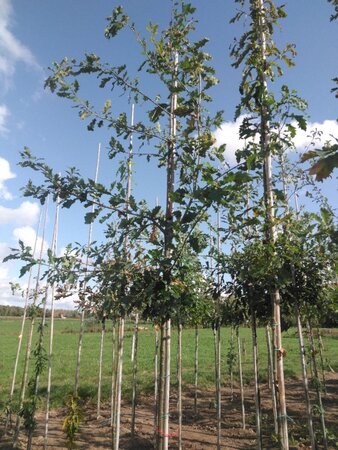 Quercus petraea 10-12 Hoogstam wortelgoed
