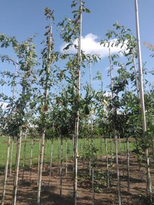 Quercus petraea 6-8 Hoogstam wortelgoed