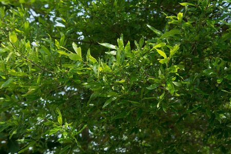 Quercus phellos 200-250 cm draadkluit - afbeelding 1