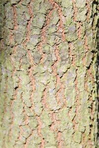 Quercus phellos 200-250 cm draadkluit - afbeelding 2