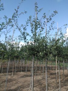 Quercus robur 10-12 Hoogstam wortelgoed - afbeelding 1