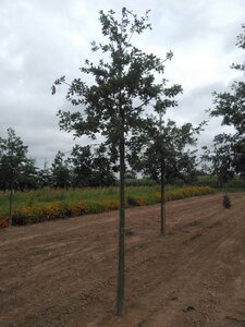 Quercus robur 16-18 Hoogstam draadkluit 3 X verplant