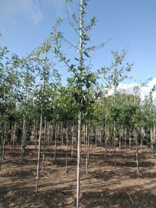 Quercus robur 6-8 Hoogstam wortelgoed - afbeelding 1