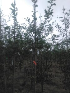 Quercus robur 8-10 Hoogstam wortelgoed - afbeelding 2