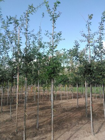 Quercus robur 8-10 Hoogstam wortelgoed - afbeelding 1