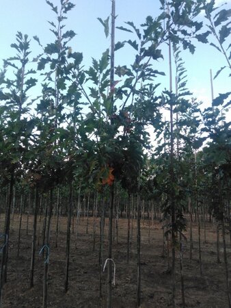 Quercus rubra 12-14 Hoogstam wortelgoed 2 X verplant