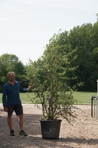 Quercus suber 250-300 cm container multi-stem - image 2
