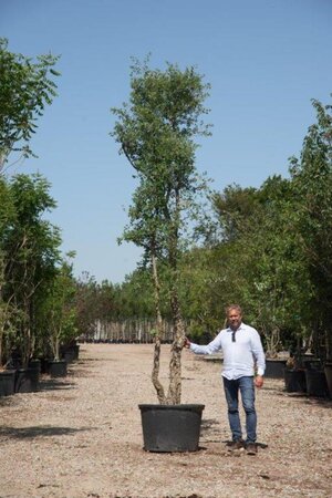 Quercus suber 300-350 cm cont. 230L multi-stem - image 3