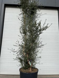 Quercus suber 375-400 cm container multi-stem - image 1