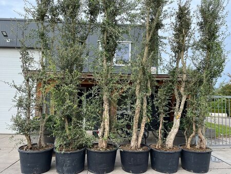 Quercus suber 375-400 cm container multi-stem - image 9