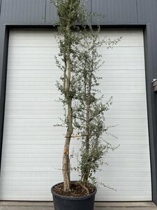 Quercus suber 375-400 cm container multi-stem - image 8