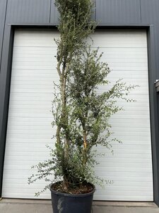 Quercus suber 375-400 cm container multi-stem - image 7