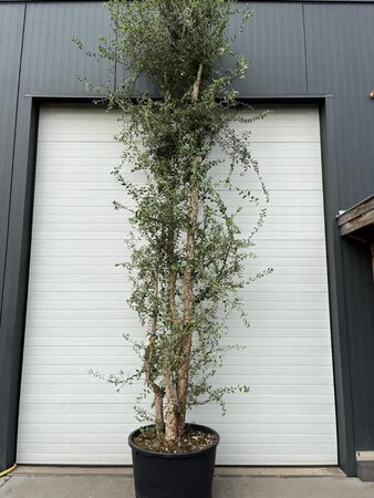 Quercus suber 375-400 cm container multi-stem - image 6