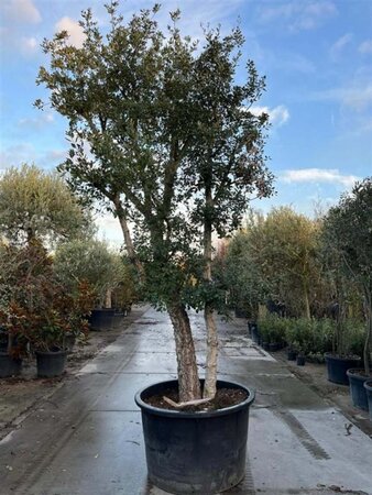 Quercus suber 375-400 cm container multi-stem - image 10