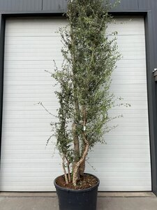 Quercus suber 375-400 cm container multi-stem - image 5