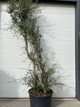 Quercus suber 375-400 cm container multi-stem - image 3