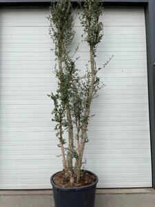 Quercus suber 375-400 cm container multi-stem - image 2