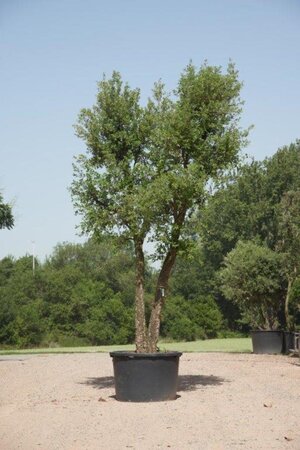 Quercus suber 450-500 cm cont. 375L meerstammig