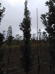 Quercus warei Regal Prince 10-12 cm met kluit geveerd