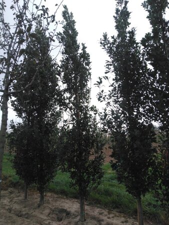 Quercus warei Regal Prince 14-16 cm draadkluit geveerd 3 X verplant - afbeelding 2