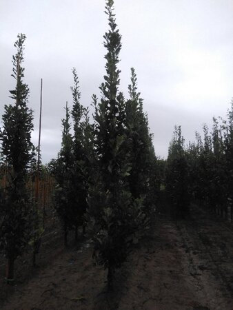 Quercus warei Regal Prince 14-16 cm draadkluit geveerd 3 X verplant - afbeelding 1