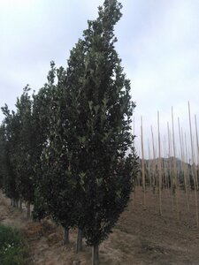 Quercus warei Regal Prince 16-18 cm draadkluit geveerd 3 X verplant