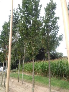 Quercus warei Regal Prince 16-18 Hoogstam draadkluit 3 X verplant