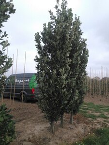 Quercus warei Regal Prince 18-20 cm WRB feathered 3 X V