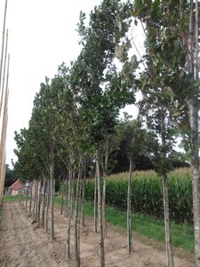 Quercus warei Regal Prince 18-20 Hoogstam draadkluit 3 X verplant