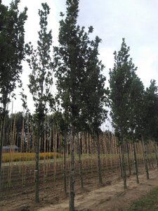 Quercus warei Regal Prince 20-25 STA WRB 3 X V