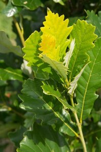 Quercus warei Regal Prince 20-25 HO draadkluit voorgeleid - afbeelding 3