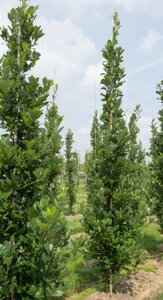 Quercus warei Regal Prince 20-25 HO draadkluit voorgeleid - afbeelding 4