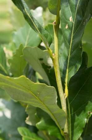 Quercus warei Regal Prince 20-25 HO draadkluit voorgeleid - afbeelding 5