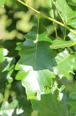 Quercus warei Regal Prince 20-25 HO draadkluit voorgeleid - afbeelding 6