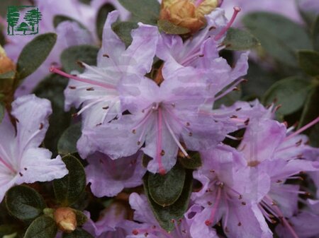 Rhododendron 'Arends Favorit' 25-30 cm cont. 4,0L