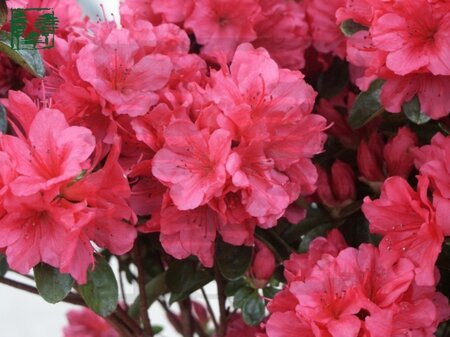 Rhododendron (AJ) 'Aghadir' 20-25 cm 1,5L/P13cm