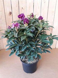 Rhododendron 'Anah Kruschke' PAARS 40-50 cm cont. 5,0L - afbeelding 1