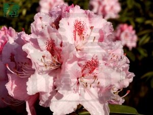 Rhododendron 'Albert Schweitzer' ROZE 100-125 cm cont. 25L