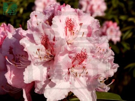 Rhododendron 'Albert Schweitzer' ROZE 70-80 cm cont. 15L