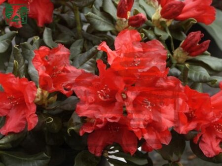 Rhododendron 'Baden-Baden' dwerg ROOD  15-20 cm cont. 2,0L