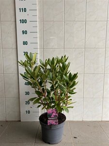 Rhododendron 'Catawb. Boursault' PAARS 40-50 cm cont. 5,0L