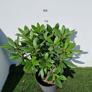 Rhododendron 'Catawb. Boursault' PAARS 50-60 cm cont. 10L - afbeelding 1