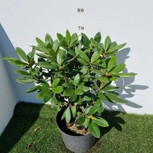Rhododendron 'Catawb. Boursault' PAARS 50-60 cm cont. 10L - afbeelding 2
